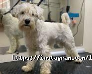 Лапонька, зоосалон фото