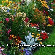 Ogurki, все для саду та городу фото