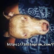 Franttini, мережа магазинів фото