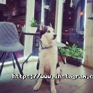 Сова, кав'ярня фото