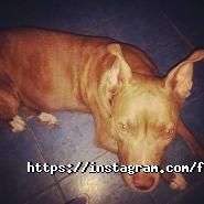 Franttini, мережа магазинів фото