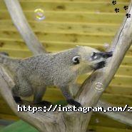 Звірополіс, контактний зоопарк фото