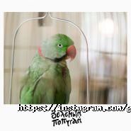 Зелений папуга, ресторан фото