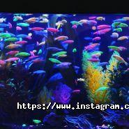 Южный, аквариумный центр фото