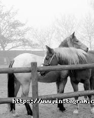 Ранчо дядюшки Бо, кінний клуб фото