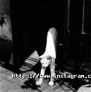 Miledi, інтернет-магазин косметики фото