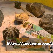 Звірополіс, контактний зоопарк фото