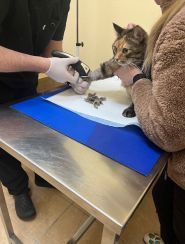 Вуса, лапи, хвіст, ветеринарна клініка фото