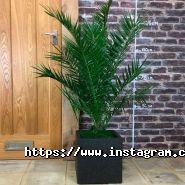 Ogurki, все для саду та городу фото