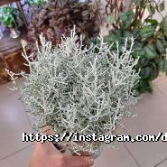 Даруй квіти, магазин квітів фото