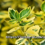 Сад Вашої мрії, садовий центр фото