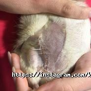 Колібрі, кафе фото