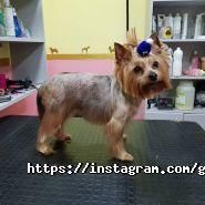 Mimi pets, салон для тварин фото