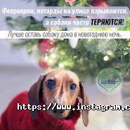 Абсолют, ветеринарний центр фото