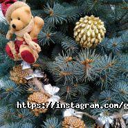 Сад Вашої мрії, садовий центр фото