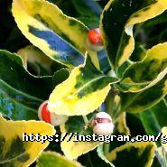 Сад Вашої мрії, садовий центр фото