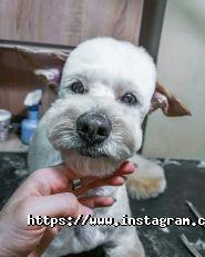 Groomerie, зоосалон фото