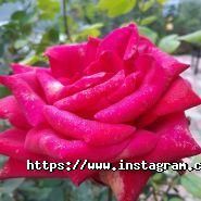 Росток, ландшафтний центр фото