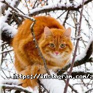 Зооакадемія, центр ветеринарної хірургії, онкології та інтенсивної терапії фото