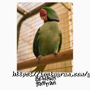 Зелений папуга, ресторан фото