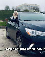 SiBAVTO , автопрокат фото