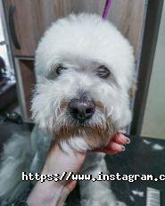 Groomerie, зоосалон фото