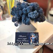 Авторська школа-студія Оксани Новіцької фото