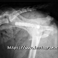 Ветдопомога, ветеринарна клініка фото