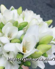 Лютик, студія фото