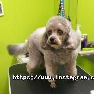 VRGrooming, салон для тварин фото