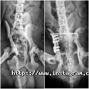 Ветдопомога, ветеринарна клініка фото