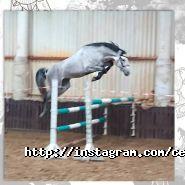 Centaur, кінно-спортивний комплекс фото