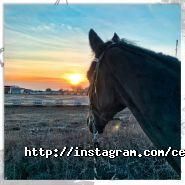 Centaur, кінно-спортивний комплекс фото