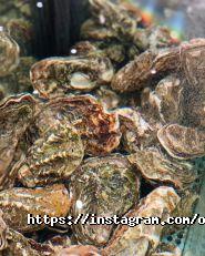 Oysters Сava, бар фото