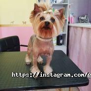 Mimi pets, салон для тварин фото