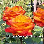 Росток, ландшафтний центр фото