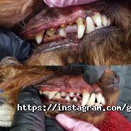 Mimi pets, салон для тварин фото