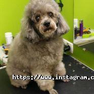 VRGrooming, салон для тварин фото
