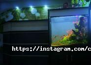 Coral Studio, студія акваріумного дизайну фото