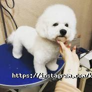 Київська грумінг-майстерня, розплідник фото