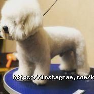 Київська грумінг-майстерня, розплідник фото