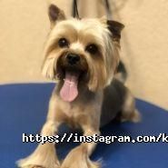 Київська грумінг-майстерня, розплідник фото