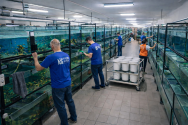 TropFish, аквариумные рыбки, экзотические животные и товары для аквариумистики фото
