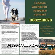 Лайка, дресирувально-готельний клуб фото