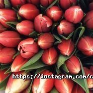 cvety.kz_astana, цветочный магазин фото