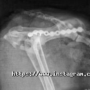 Ветдопомога, ветеринарна клініка фото