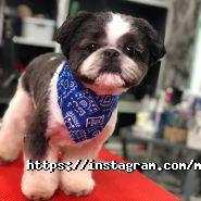 Моhnatikoff, зоосалон фото