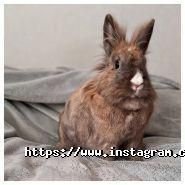 Французька ветеринарна клініка, клініка для тварин фото