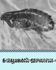 Дар, центр ветеринарних послуг фото