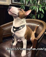 Goodman, стейк-хаус фото